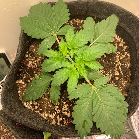 aufacia 24k gold growlog photo: 2 de mar / 18:50 