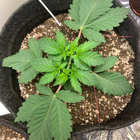 aufacia 24k gold growlog photo: 2 de mar / 18:50 