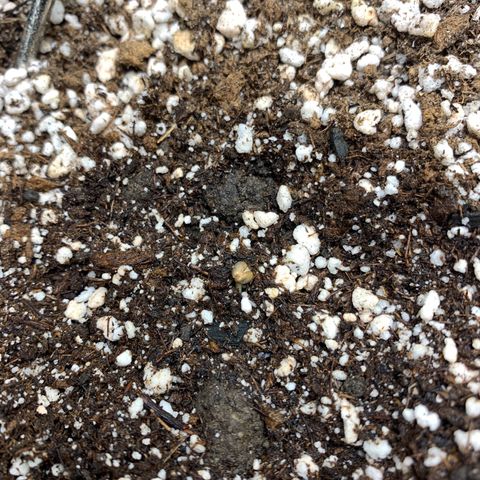 aufacio soco roxo  growlog photo: 2 de mar / 18:50