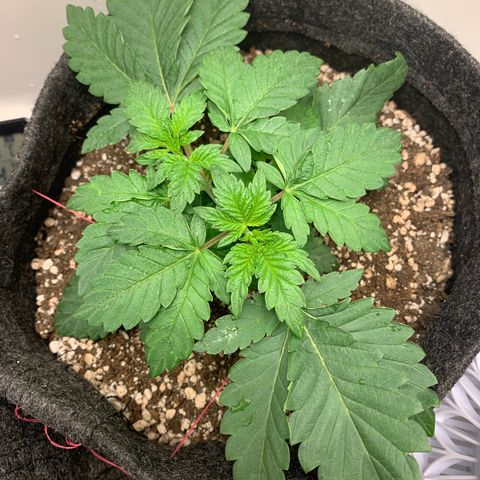 aufacia 24k gold growlog photo: 4 de mar / 2:18