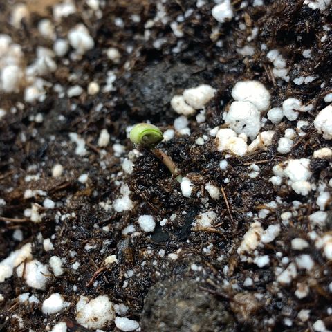 aufacio soco roxo  growlog photo: 3 de mar / 1:57