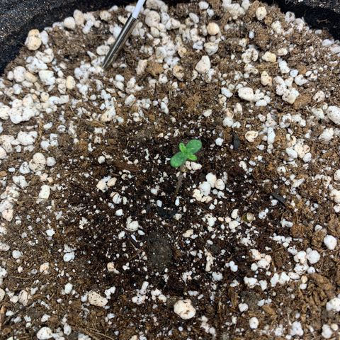 aufacio soco roxo  growlog photo: 4 de mar / 2:18