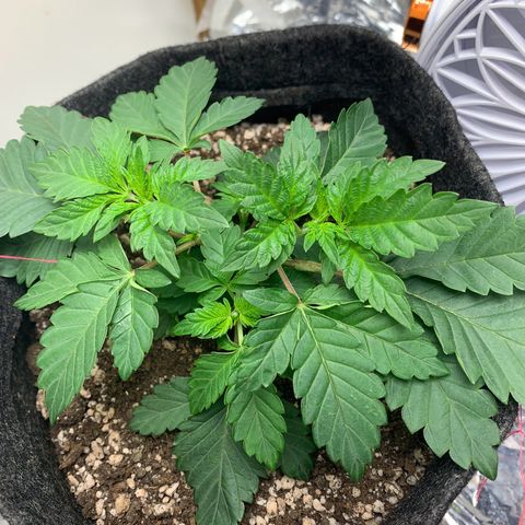 aufacia 24k gold growlog photo: 4 de mar / 22:45 / Amarrei mais uns galhos para dar luz aos de baixo