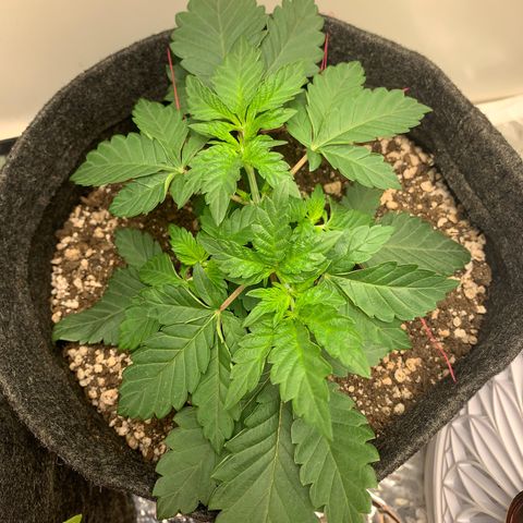 aufacia 24k gold growlog photo: 4 de mar / 22:45 / Amarrei mais uns galhos para dar luz aos de baixo