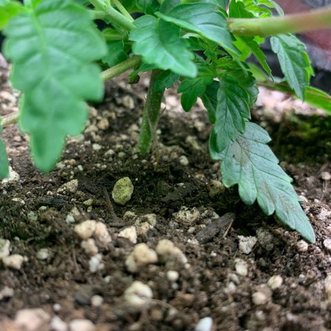aufacia 24k gold growlog photo: 4 de mar / 22:45 / Amarrei mais uns galhos para dar luz aos de baixo