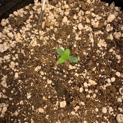 aufacio soco roxo  growlog photo: 5 de mar / 00:01