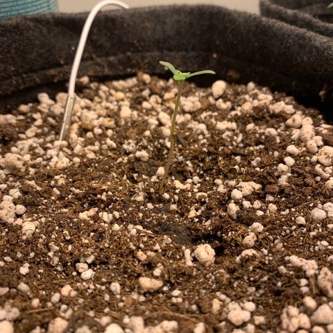 aufacio soco roxo  growlog photo: 5 de mar / 00:01