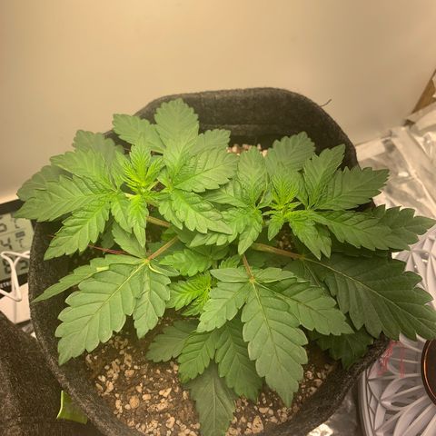 aufacia 24k gold growlog photo: 6 de mar / 00:18