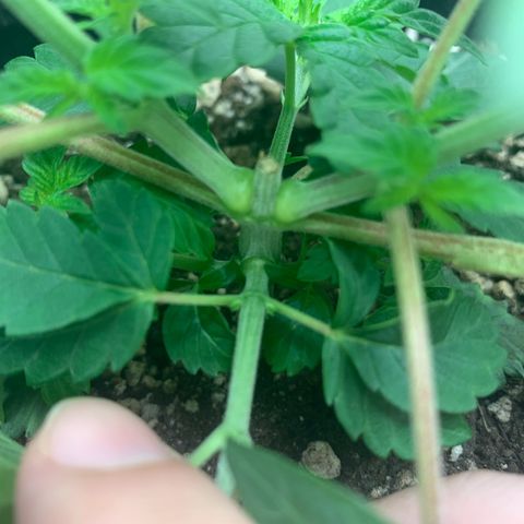 aufacia 24k gold growlog photo: 6 de mar / 00:18