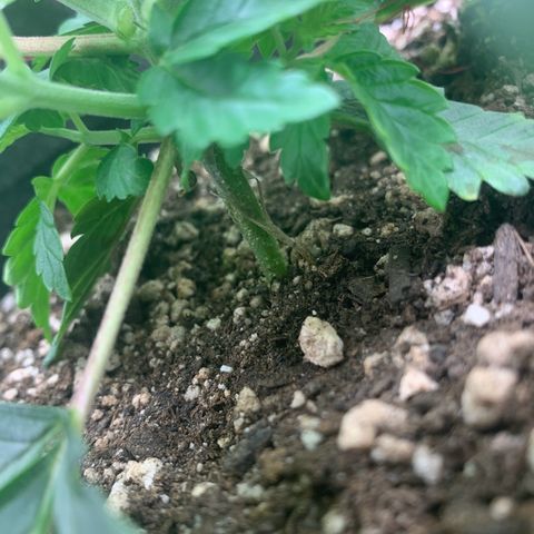 aufacia 24k gold growlog photo: 6 de mar / 00:18