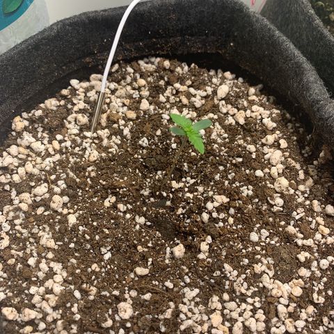 aufacio soco roxo  growlog photo: 6 de mar / 00:17