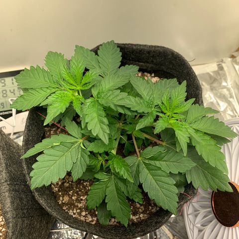 aufacia 24k gold growlog photo: 6 DE MAR / 22:30 / DESFOLHAÇÃO - ANTES E DESPOIS