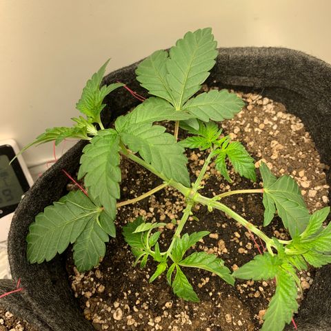 aufacia 24k gold growlog photo: 6 DE MAR / 22:30 / DESFOLHAÇÃO - ANTES E DESPOIS