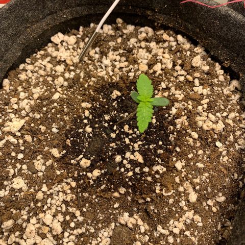 aufacio soco roxo  growlog photo: 6 de mar / 22:40