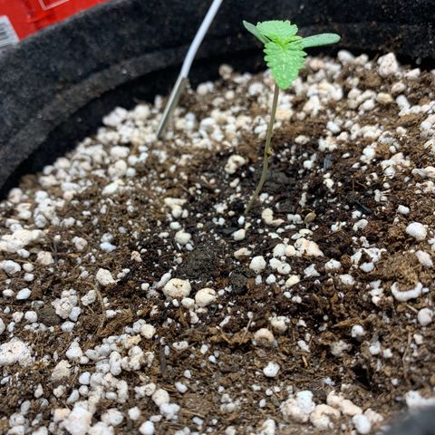 aufacio soco roxo  growlog photo: 6 de mar / 22:40