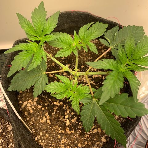 aufacia 24k gold growlog photo: 7 de mar / 22:00
