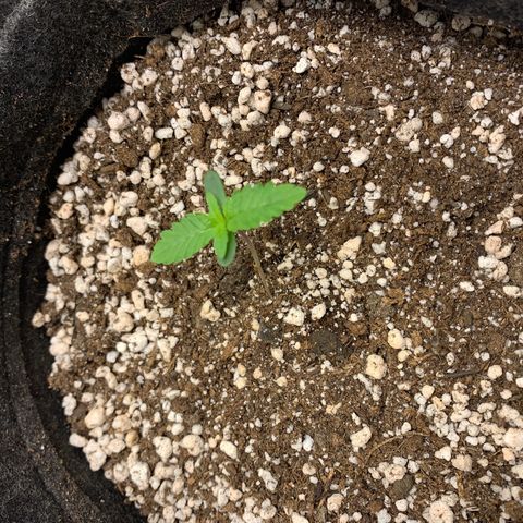 aufacio soco roxo  growlog photo: 7 de mar / 22:00