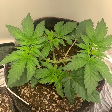 aufacia 24k gold growlog photo: 9 de mar / 00:59