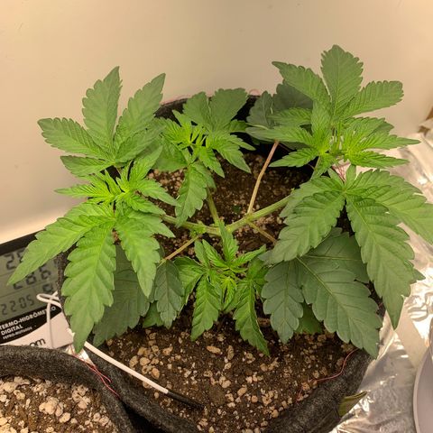 aufacia 24k gold growlog photo: 9 de mar / 23:13