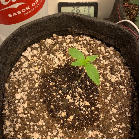 aufacio soco roxo  growlog photo: 9 de mar / 23:13