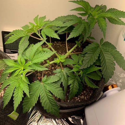 aufacia 24k gold growlog photo: 13 de mar / 23:35