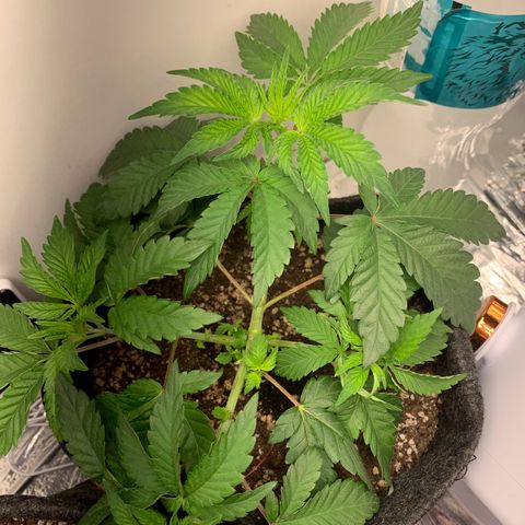 aufacia 24k gold growlog photo: 13 de mar / 23:35
