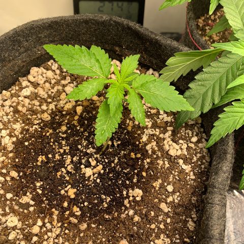 aufacio soco roxo  growlog photo: 13 de mar / 23:35