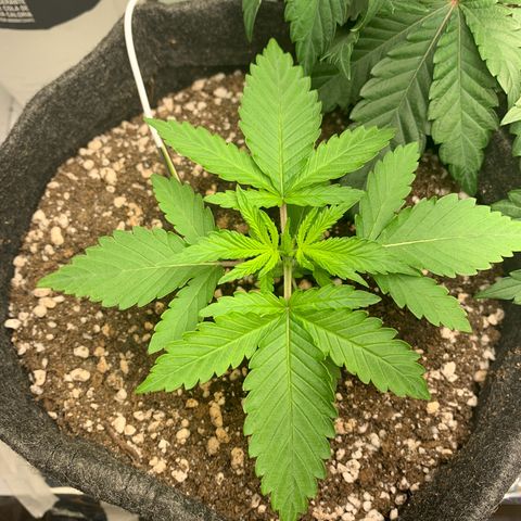 aufacio soco roxo  growlog photo: 16 de mar / 21:44