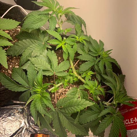 aufacia 24k gold growlog photo: 16 de mar / 21:44