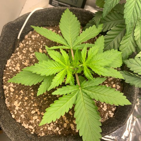 aufacio soco roxo  growlog timeline photo