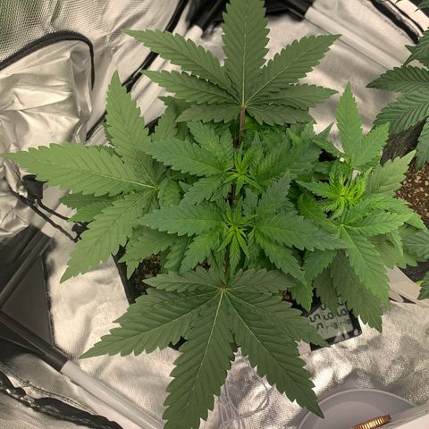 aufacio soco roxo  growlog photo: 27 de mar / 22:00