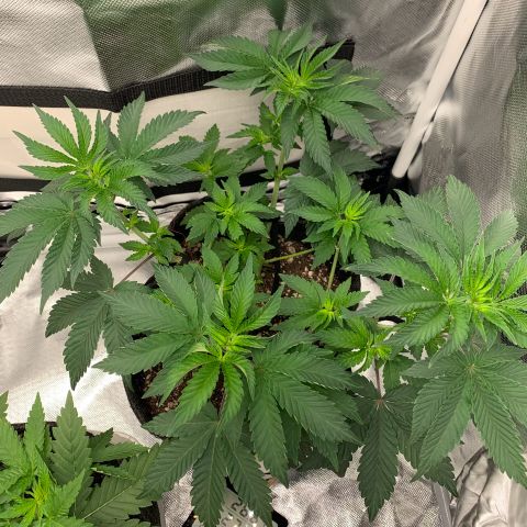 aufacia 24k gold growlog photo: 27 de mar / 22:00