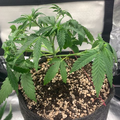 aufacio soco roxo  growlog photo: 29 de mar / 02:55