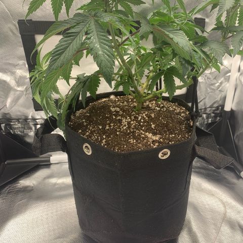 aufacia 24k gold growlog photo: 29 de mar / 01:56
transplante vaso de 8L