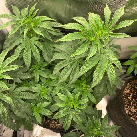 aufacia 24k gold growlog photo: 15 de abril / 22:51
