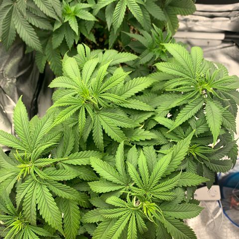 aufacio soco roxo  growlog photo: 15 de abril / 22:52