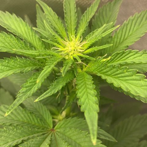 aufacia 24k gold growlog timeline photo