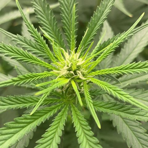 aufacio soco roxo  growlog timeline photo