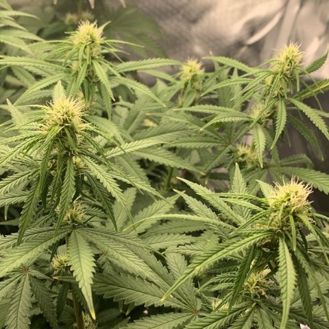aufacio soco roxo  growlog photo: 7 de maio / 00:33