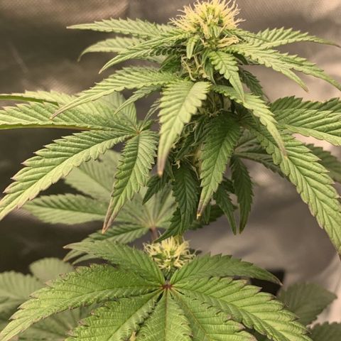 aufacia 24k gold growlog photo: 7 de maio / 00:33