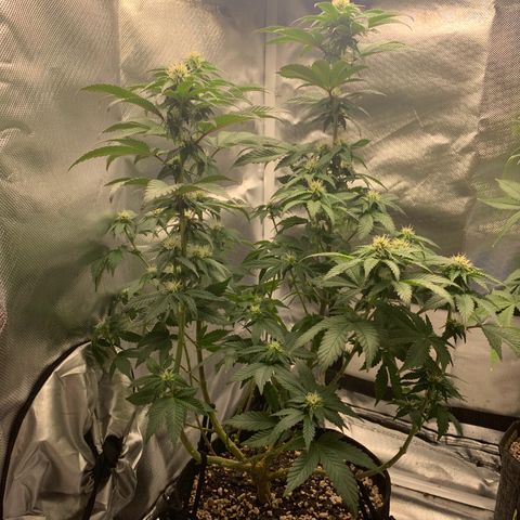 aufacia 24k gold growlog photo: poda nas canela kkkkk