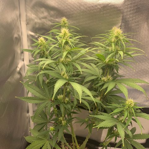 aufacio soco roxo  growlog photo: poda nas canelas kkkkk