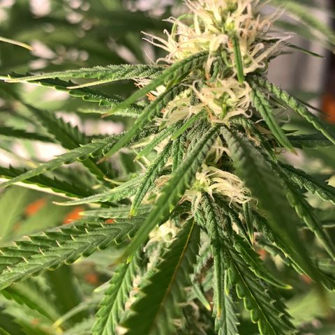 aufacio soco roxo  growlog photo: 14 de maio / 00:22