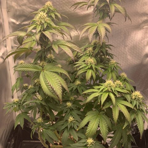 aufacia 24k gold growlog photo: 14 de maio / 00:22