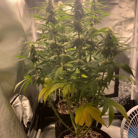 aufacio soco roxo  growlog photo: 14 de maio / 00:22