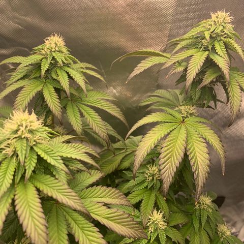 aufacia 24k gold growlog photo: 14 de maio / 00:22
