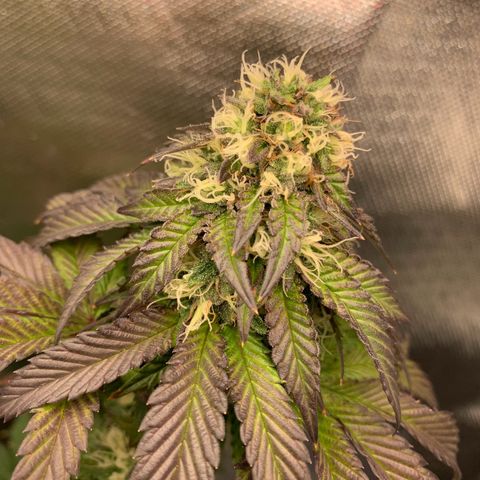aufacia 24k gold growlog photo: 26 de maio / 22:50