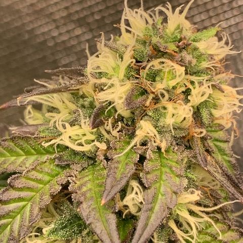 aufacia 24k gold growlog photo: 26 de maio / 22:50