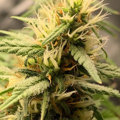 aufacio soco roxo  growlog photo: 26 de maio / 22:50