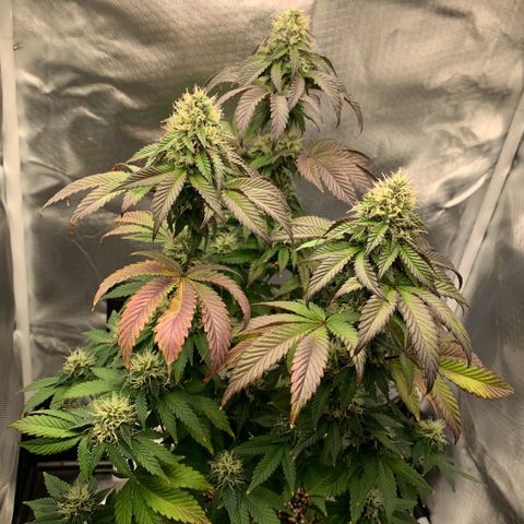 aufacia 24k gold growlog photo: 26 de maio / 22:50
